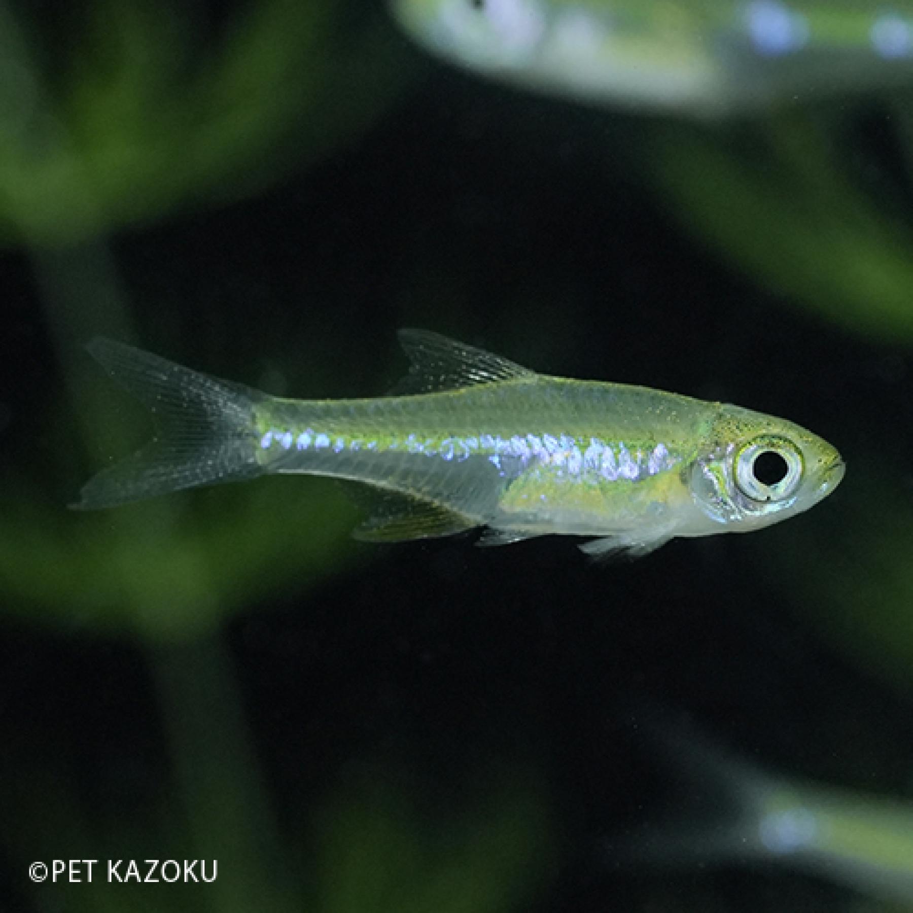 ミクロラスボラ 'ブルーネオン'